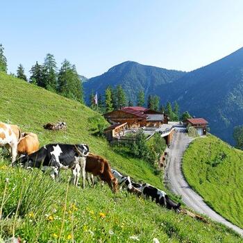 alpine cows in Pertisau